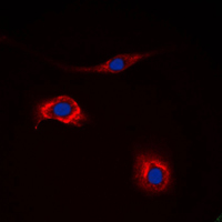 3 - Anti-NPY2R Antibody AP51397