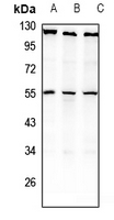 1 - Anti-NPY2R Antibody AP51397