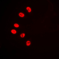 3 - Anti-NR2F6 Antibody AP51398