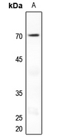 1 - Anti-NUR77 Antibody AP51399