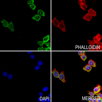 3 - Anti-Neurotrimin Antibody AP51401