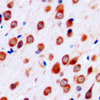 19 - Anti-Neurotrimin Antibody AP51401