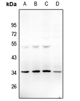 1 - Anti-Neurotrimin Antibody AP51401