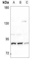 1 - Anti-NUP88 Antibody AP51404