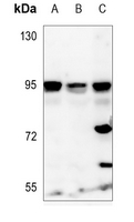 1 - Anti-NVL Antibody AP51405