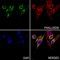 3 - Anti-NXPH1 Antibody AP51406