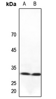 1 - Anti-NXPH1 Antibody AP51406