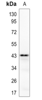 1 - Anti-Delta Opioid Receptor Antibody AP51407