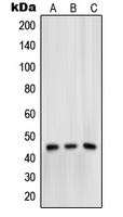 1 - Anti-Mu Opioid Receptor (Phospho-S375) Antibody AP51408