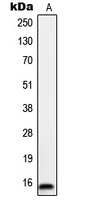 1 - Anti-ORAOV1 Antibody AP51409
