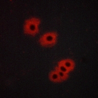 3 - Anti-GPR105 Antibody AP51411
