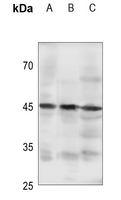 1 - Anti-GPR105 Antibody AP51411