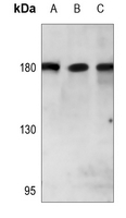 1 - Anti-PARD3 Antibody AP51413