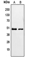 1 - Anti-PAX2 Antibody AP51416
