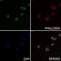 3 - Anti-PDE4B/C/D Antibody AP51417