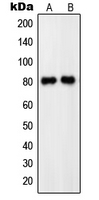 1 - Anti-PDE4C Antibody AP51418