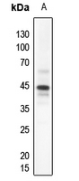 1 - Anti-PDHA1 Antibody AP51420