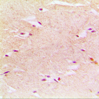 19 - Anti-PEX14 Antibody AP51423