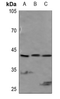 1 - Anti-PEX14 Antibody AP51423