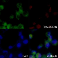 3 - Anti-PEX7 Antibody AP51424