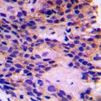 19 - Anti-PEX7 Antibody AP51424