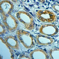 19 - Anti-PGRMC2 Antibody AP51427