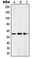 1 - Anti-PKNOX2 Antibody AP51430