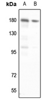 1 - Anti-DNA Polymerase alpha 1 Antibody AP51435