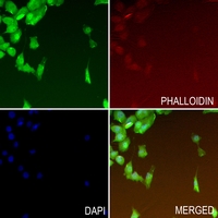 3 - Anti-DNA Polymerase delta 1 Antibody AP51436