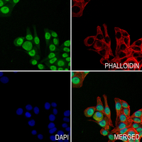 3 - Anti-DNA Polymerase delta 3 Antibody AP51437