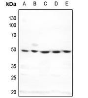 1 - Anti-DNA Polymerase delta 3 Antibody AP51437