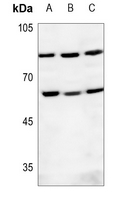 1 - Anti-DNA Polymerase epsilon 2 Antibody AP51438