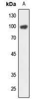 1 - Anti-OCT1 Antibody AP51439
