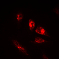 3 - Anti-OCT2 Antibody AP51440