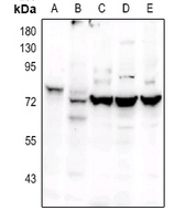 1 - Anti-OCT2 Antibody AP51440
