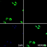 3 - Anti-OCT4 Antibody AP51441