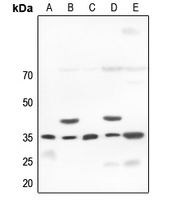 1 - Anti-OCT4 Antibody AP51441