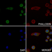 3 - Anti-PRIM1 Antibody AP51446