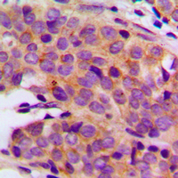 19 - Anti-PRIM1 Antibody AP51446