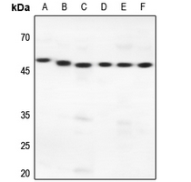 1 - Anti-PRIM1 Antibody AP51446