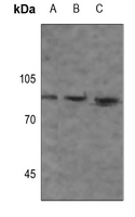 1 - Anti-Beta-glucosidase 2 Antibody AP51448