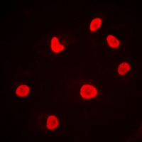 3 - Anti-DNA-PKcs Antibody AP51449