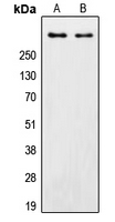 1 - Anti-DNA-PKcs Antibody AP51449