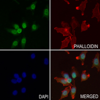 3 - Anti-PRPF19 Antibody AP51451