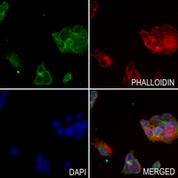 3 - Anti-EOS Antibody AP51453