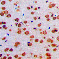 19 - Anti-EOS Antibody AP51453