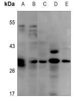 1 - Anti-EOS Antibody AP51453
