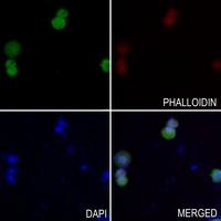 3 - Anti-PSCA Antibody AP51454