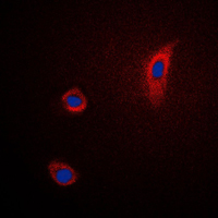 3 - Anti-PGHS-2 Antibody AP51459