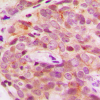 19 - Anti-PGHS-2 Antibody AP51459